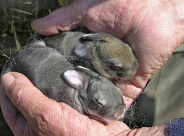 how to help a baby rabbit survive