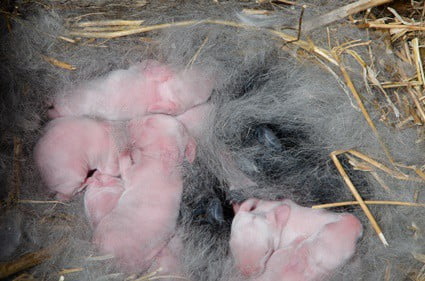 how to save a baby bunny from dying