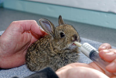 is it bad to keep a wild baby rabbit?