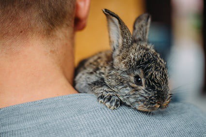 is it illegal to keep a wild baby rabbit?