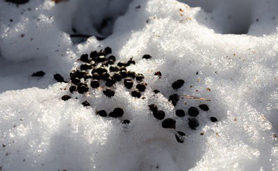 can eating rabbit poop make a dog sick