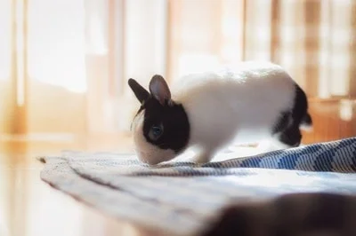 rabbit eating paint off wall