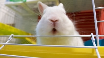 rabbit making chewing motions