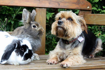 will eating rabbit poop hurt a dog