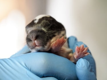 what to feed a wild baby rabbit without a mother