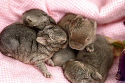 when do baby bunnies poop on their own?