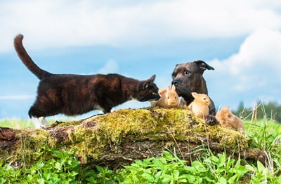 why do dogs kill baby rabbits?