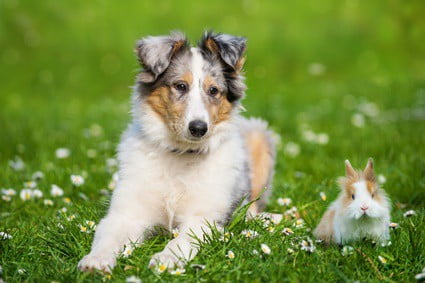 why do dogs like rabbit poop?