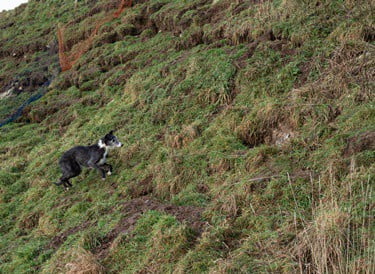 why do dogs like to chase rabbits?