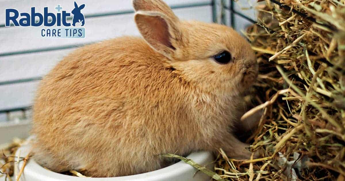 Choosing the best hay