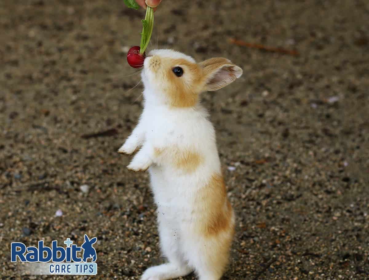 Bunny eating a radish