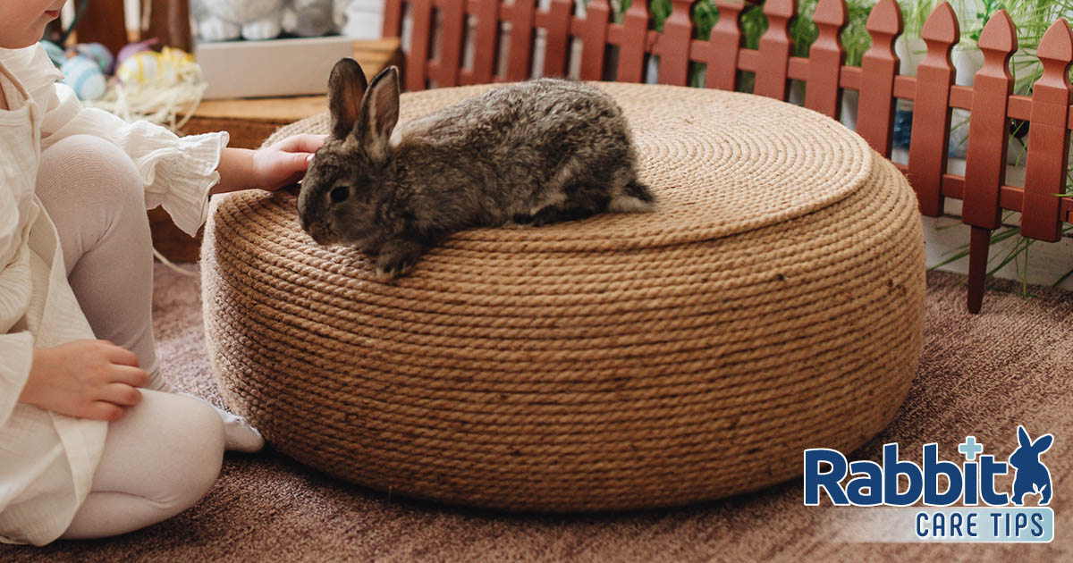 Bunny proofing house