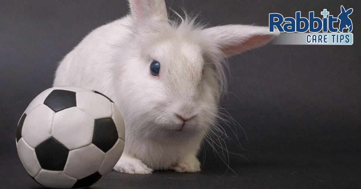 Bunny with a ball