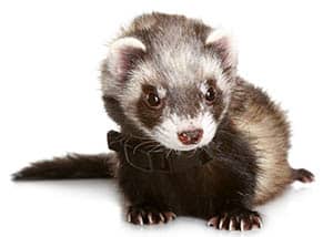 Cute ferret