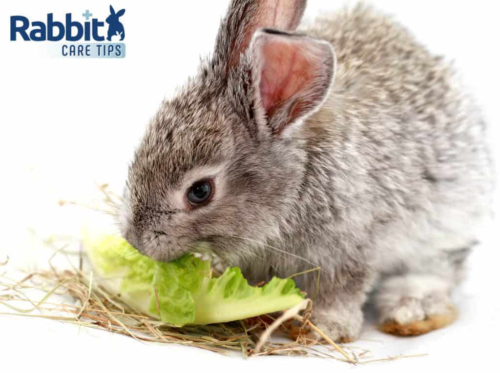 Cute rabbit eating romaine lettuce and hay