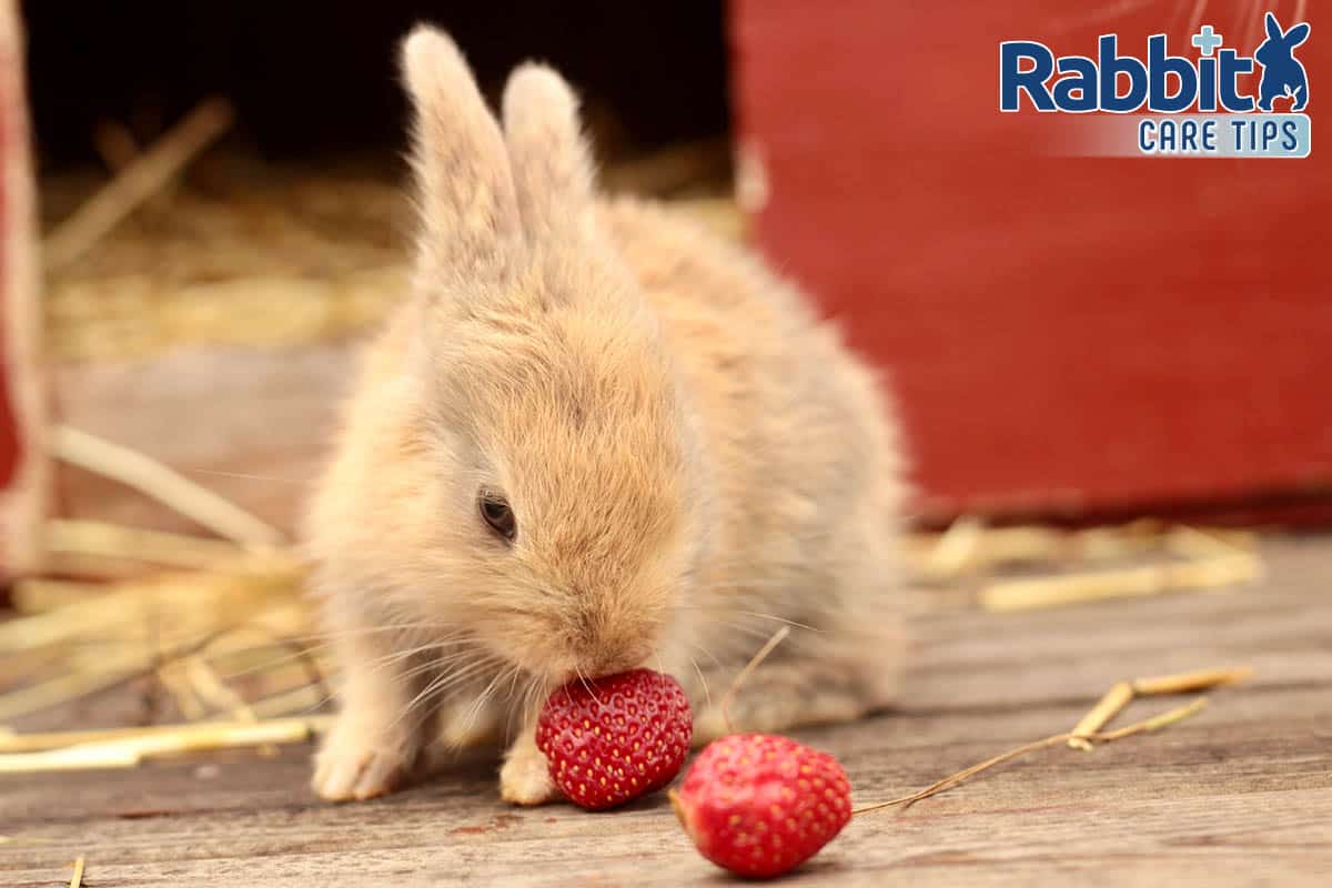 Cute rabbits eating strawberries