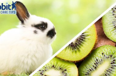 Can rabbits eat kiwi