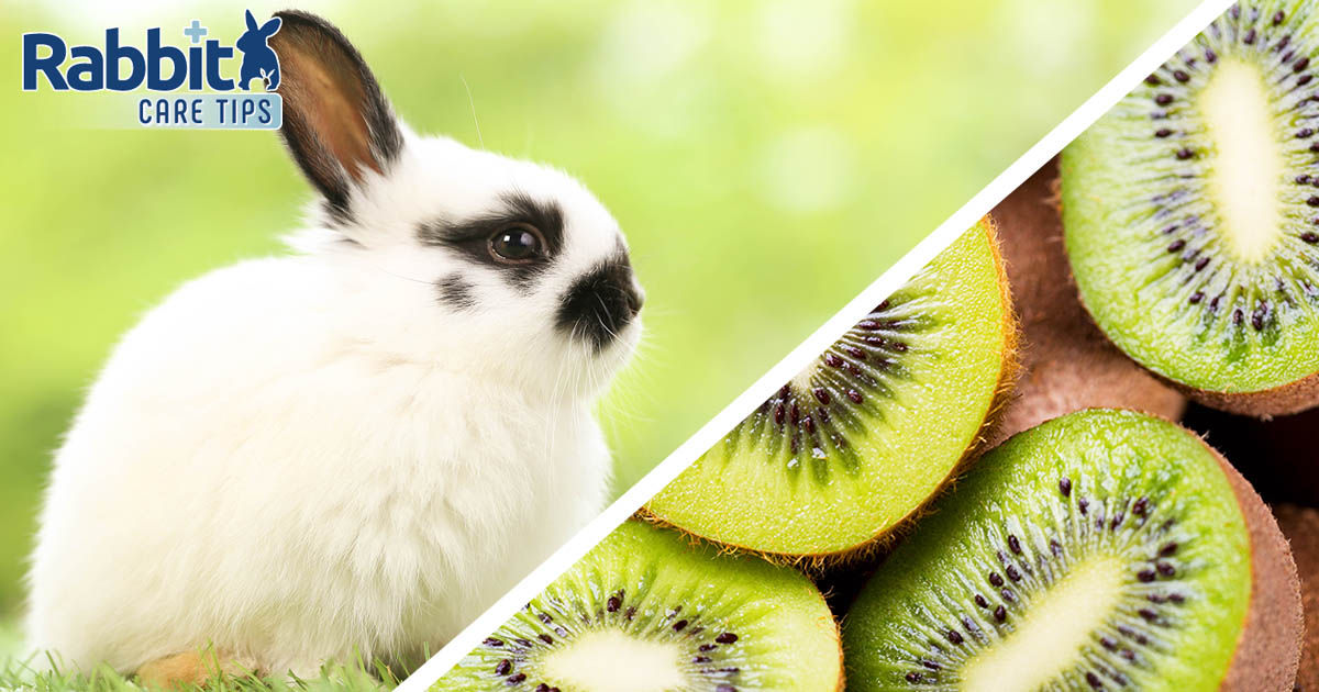 Can rabbits eat kiwi