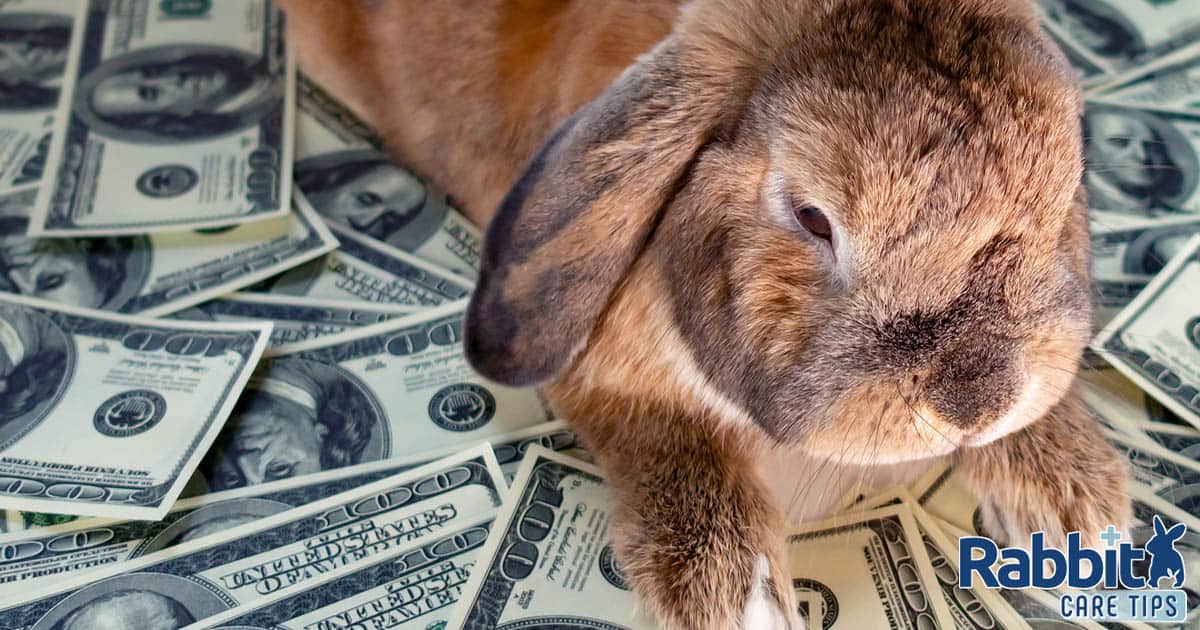 Cost of a pet rabit