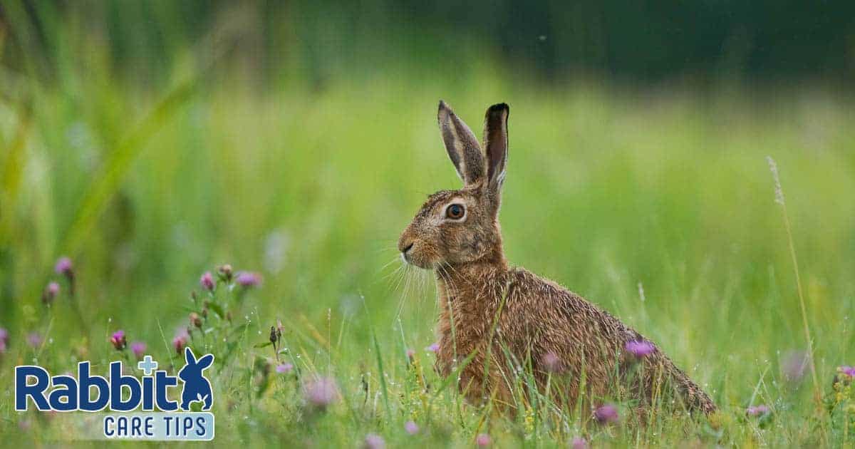 Hare on meadow