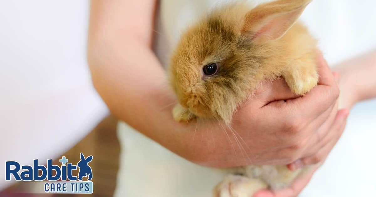 Holding a rabbit