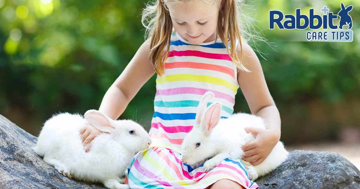 Rabbits as pets for kids