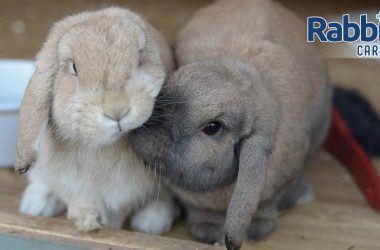 Two lop eared rabbits