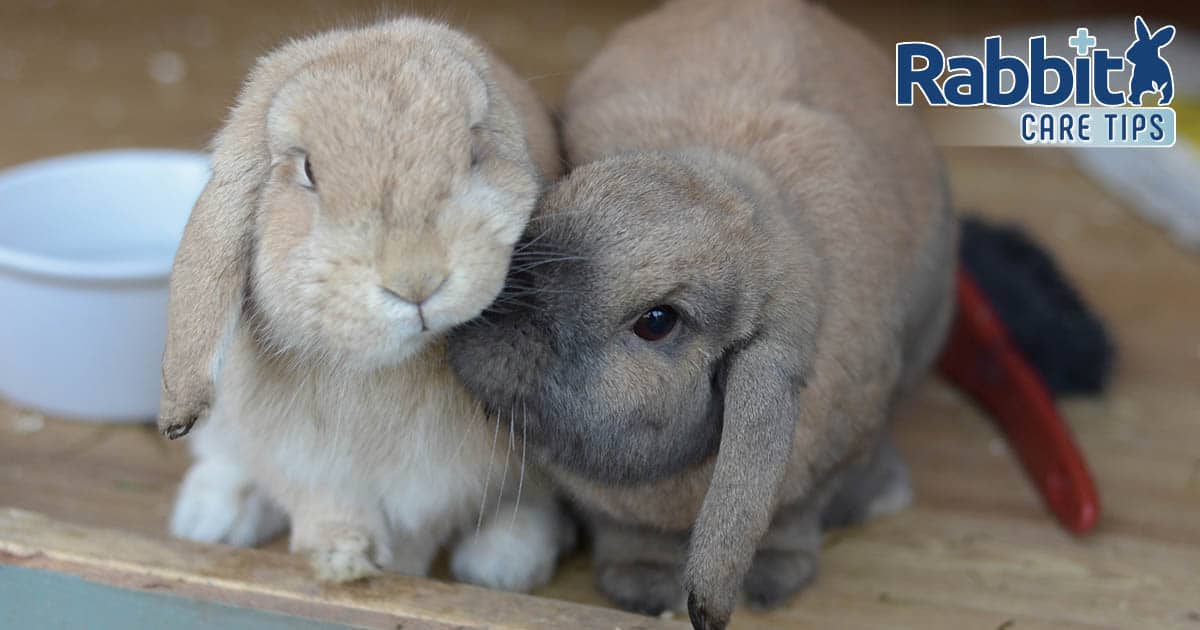 Two lop eared rabbits
