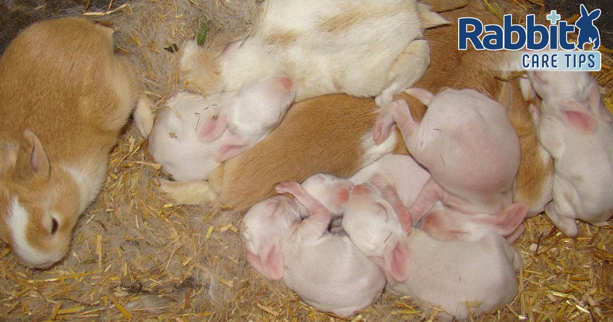 Mother rabbit and newborn litter