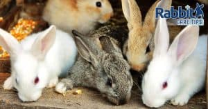 Pet rabbit breeds