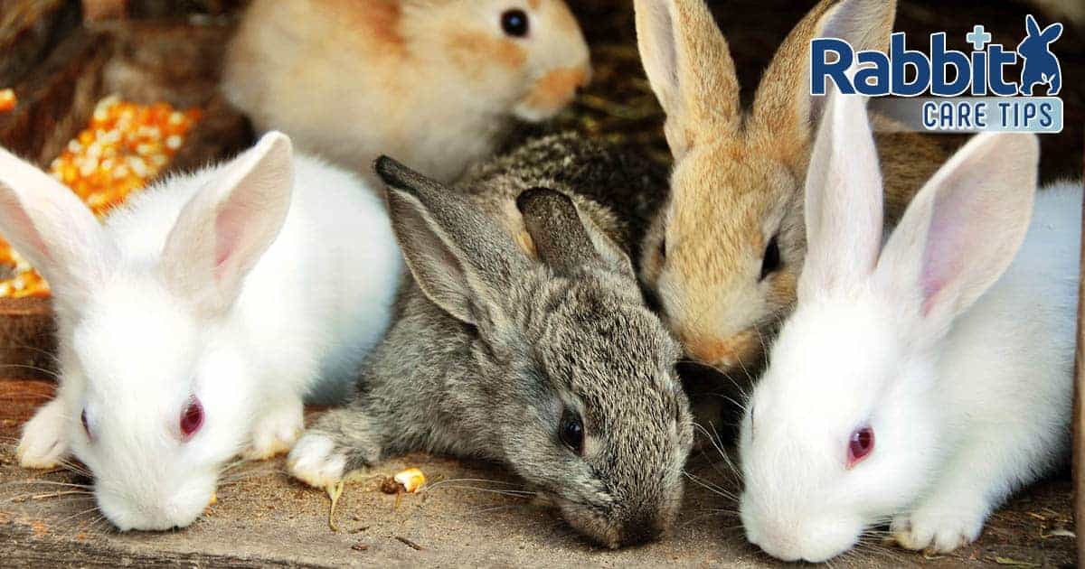 Pet rabbit breeds