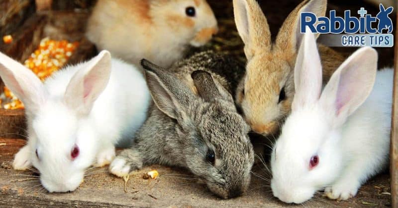 Rabbit color genetics