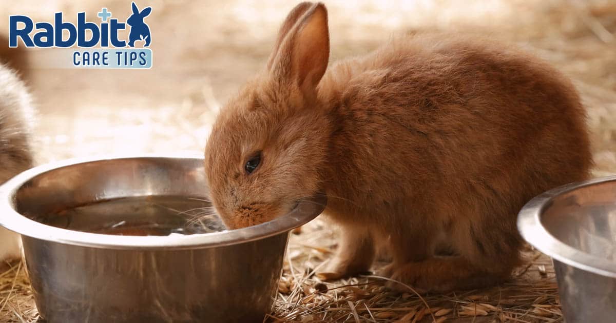 Rabbit drinking water