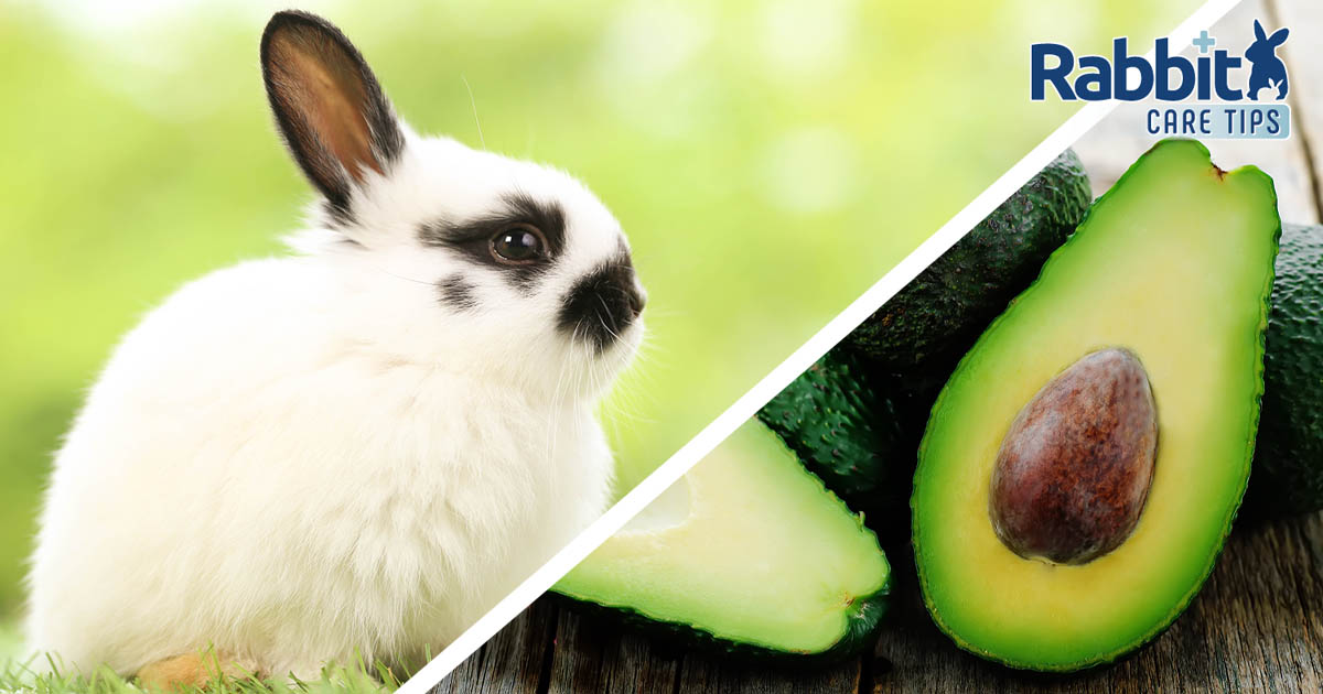 Can rabbit eat avocados
