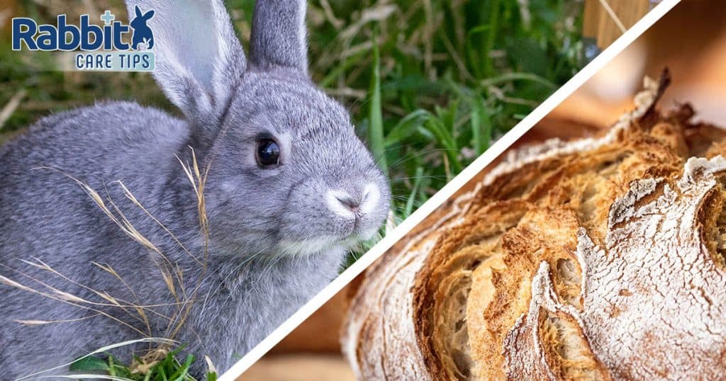 Can Rabbits Eat Bread? — Rabbit Care Tips