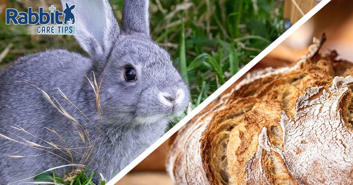 Rabbit and bread