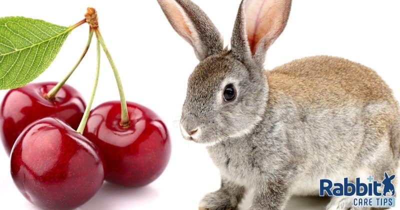 Can rabbits eat cherries