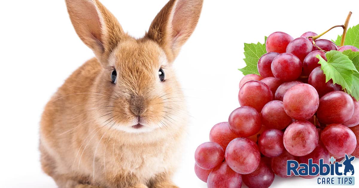 Can Rabbits Eat Grapes? — Rabbit Care Tips