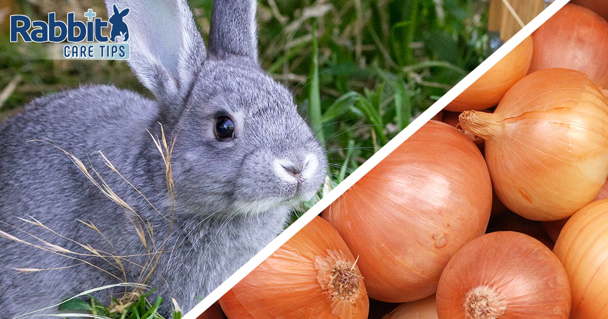 Onion rabbits clearance