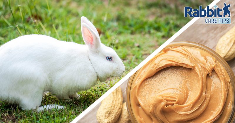 Can rabbits eat peanut butter