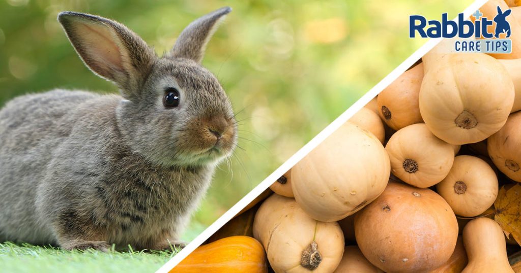 Diet and Hydration Archives — Rabbit Care Tips
