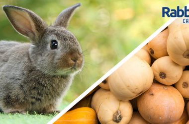 Can rabbits eat squash
