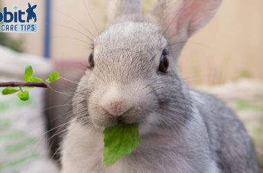 Rabbit eating basil leaf