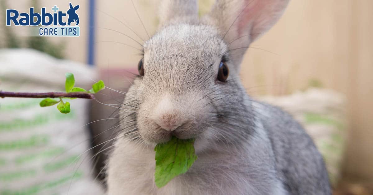 Rabbit eating basil leaf