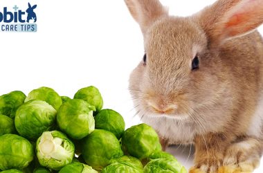 Rabbit eating brussel sprouts