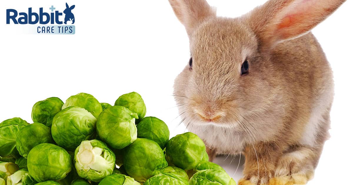 Rabbit eating brussel sprouts