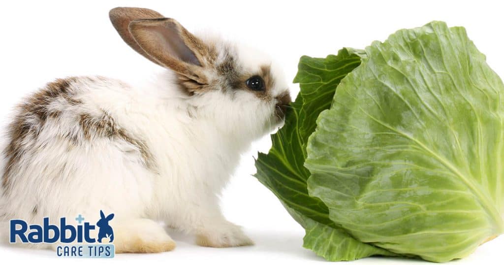 Can Rabbits Eat Cabbage? — Rabbit Care Tips