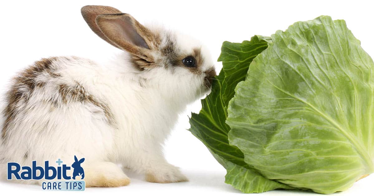 Rabbit eating cabbage