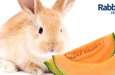 Rabbit eating cantaloupe