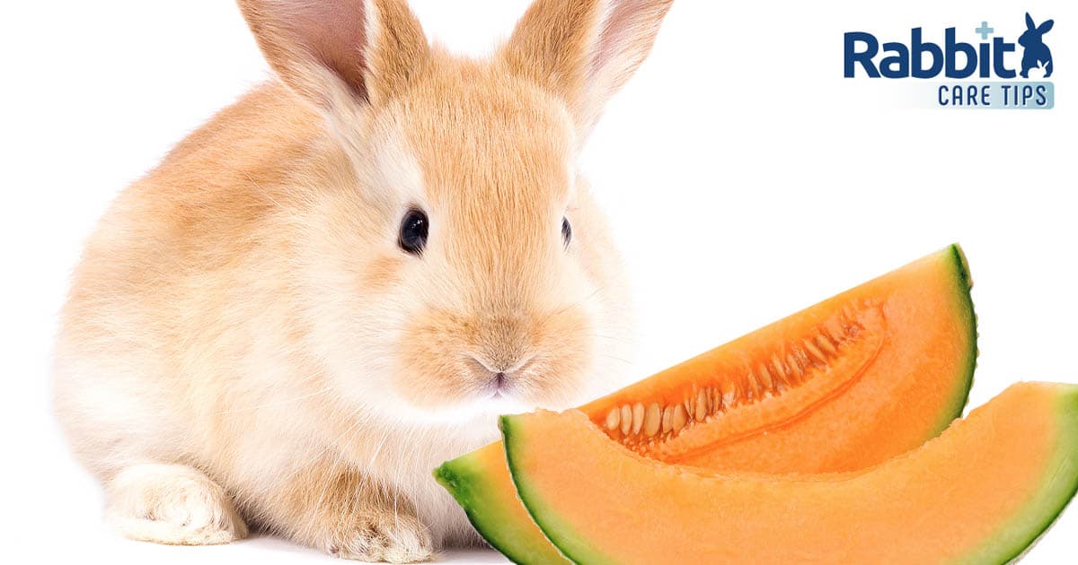 Rabbit eating cantaloupe